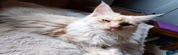 Maine Coon cats for sale: ACTIVE Maine Coon Cream/Silver Tica/GCCF - Advert 4