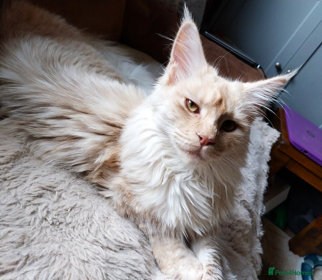 Maine Coon cats for sale: ACTIVE Maine Coon Cream/Silver Tica/GCCF - Advert 4