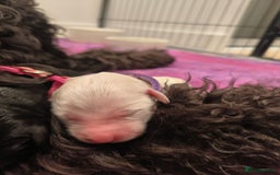 Labradoodle dogs for sale: Australian Labradoodle Puppies - Image 2