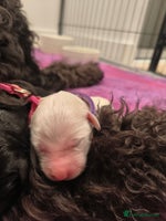 Labradoodle dogs - Advert 2