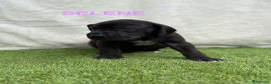 SELENE