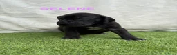 Great Dane dogs for sale: Chunky Great Dane puppies  - Advert 17