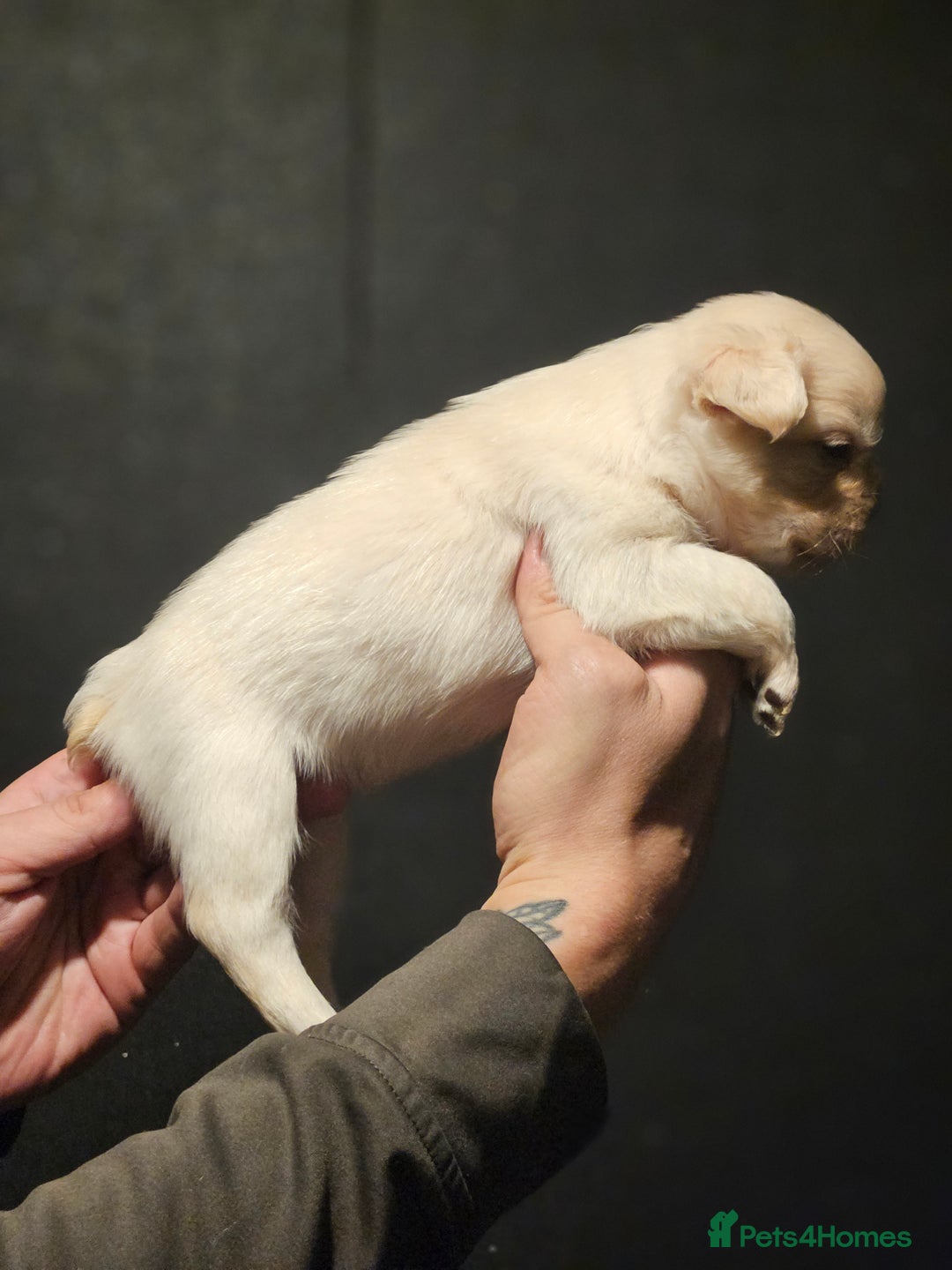 French Bulldog dogs for sale: Fluffy french bulldogs  - Advert 2