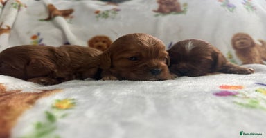 Cavapoo dogs Stunning dark red male available  - Advert 16