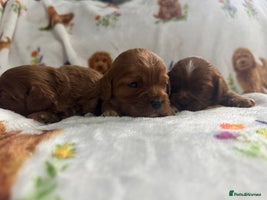 Cavapoo dogs Stunning dark red male available - Advert 12
