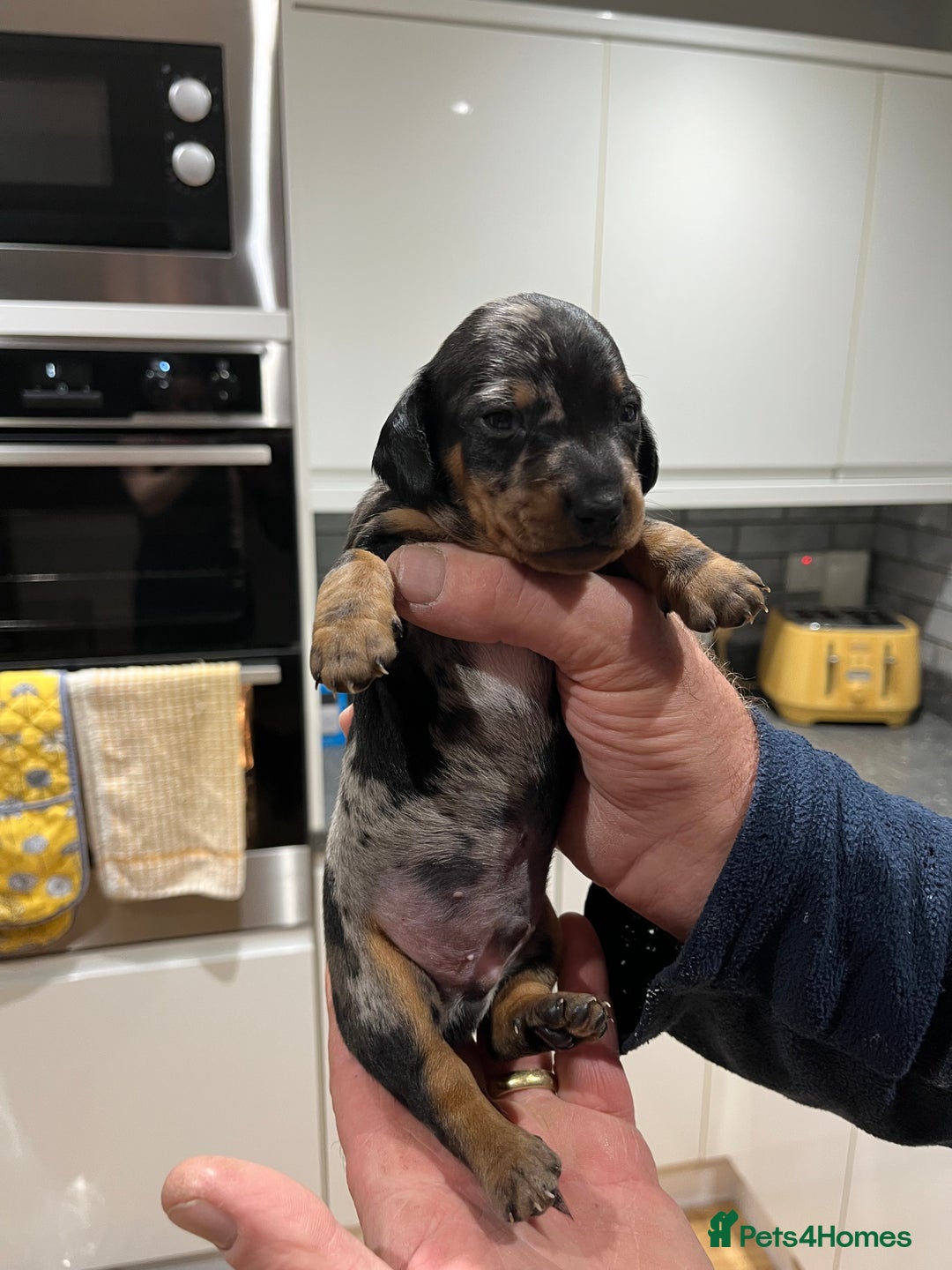 Dachshund dogs for sale: Dachshund puppies - Advert 9