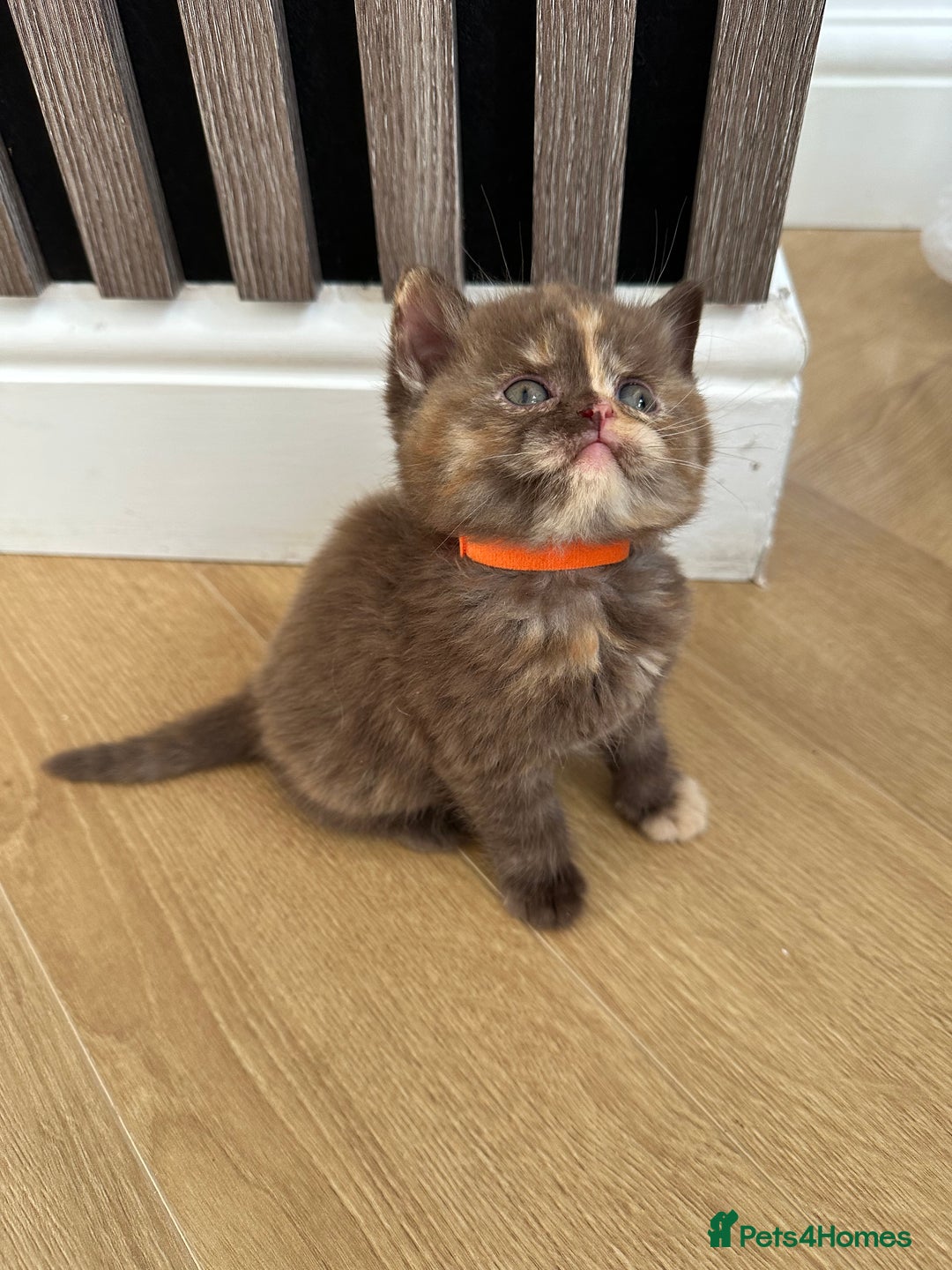 British Shorthair cats for sale: 😻Beautiful Chocolate Tortie BSH Kittens😻🎀 - Advert 19