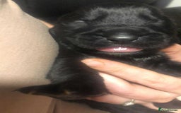 Mixed Breed dogs for sale: Cane corso cross German shepherd puppy’s  - Image 10