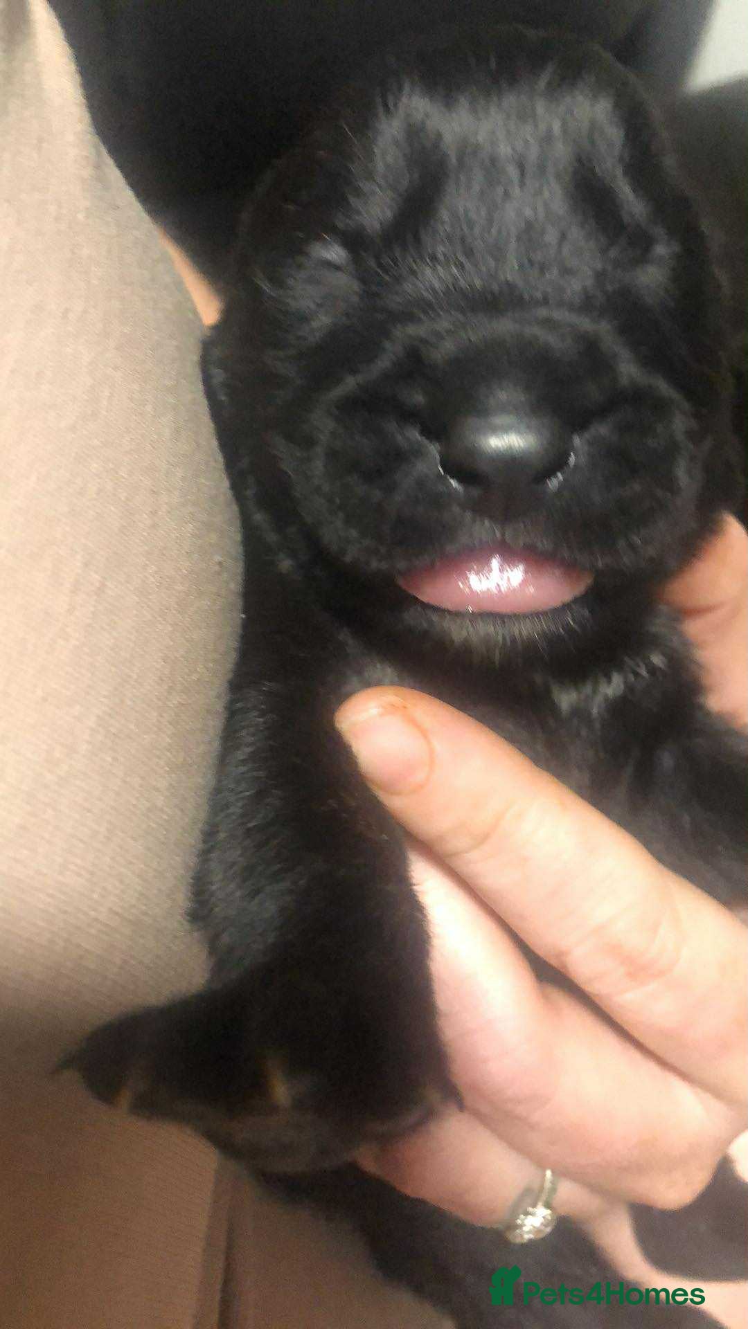 Mixed Breed dogs for sale: Cane corso cross German shepherd puppy’s  - Image 10