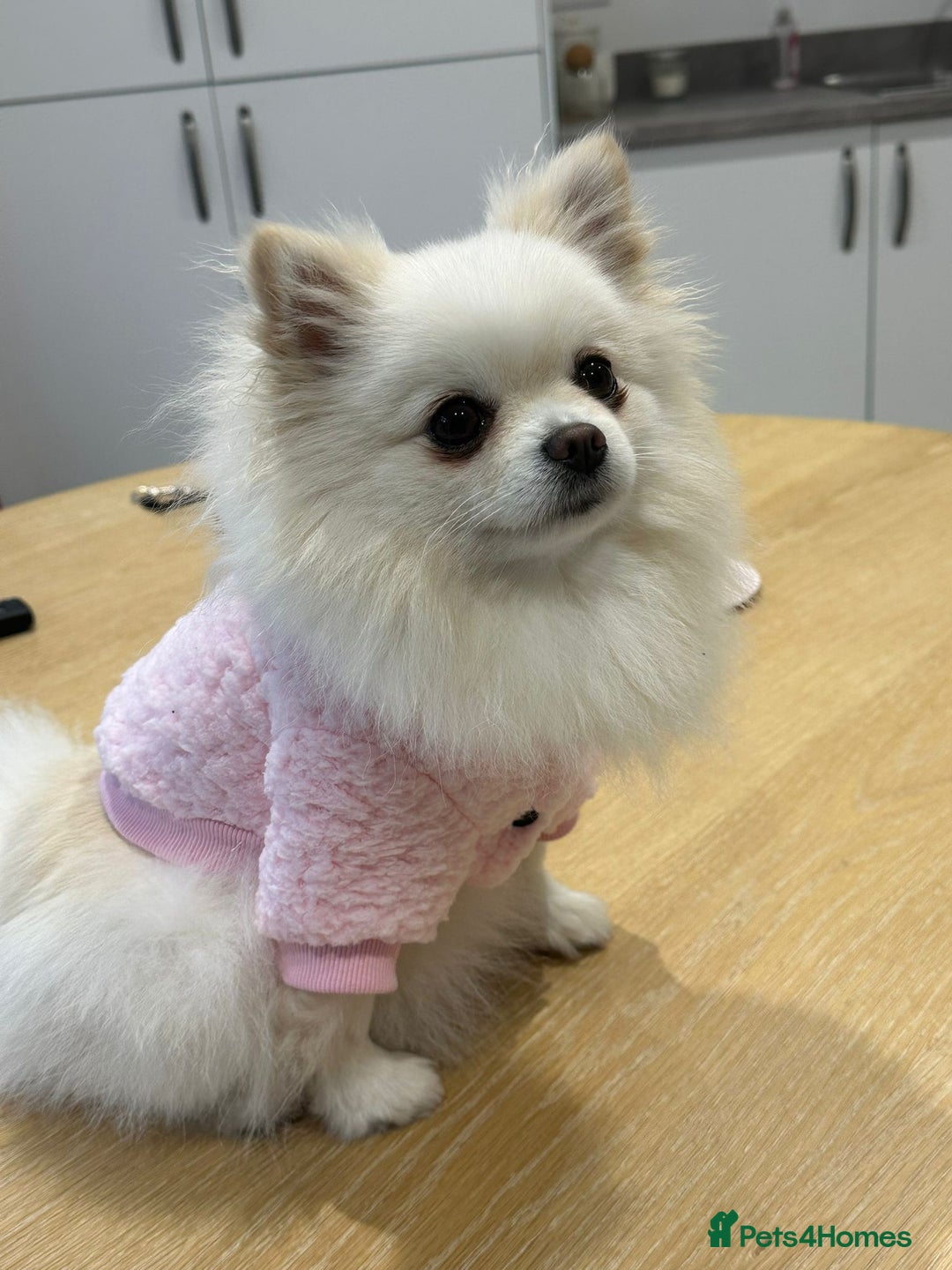 Pomeranian dogs for sale: 4 white pure bred pomerainian puppies - Advert 11