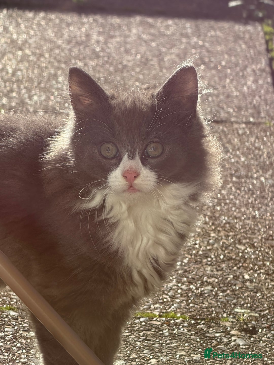 Mixed Breed cats for sale: Fluffy beautiful kitten - Advert 8