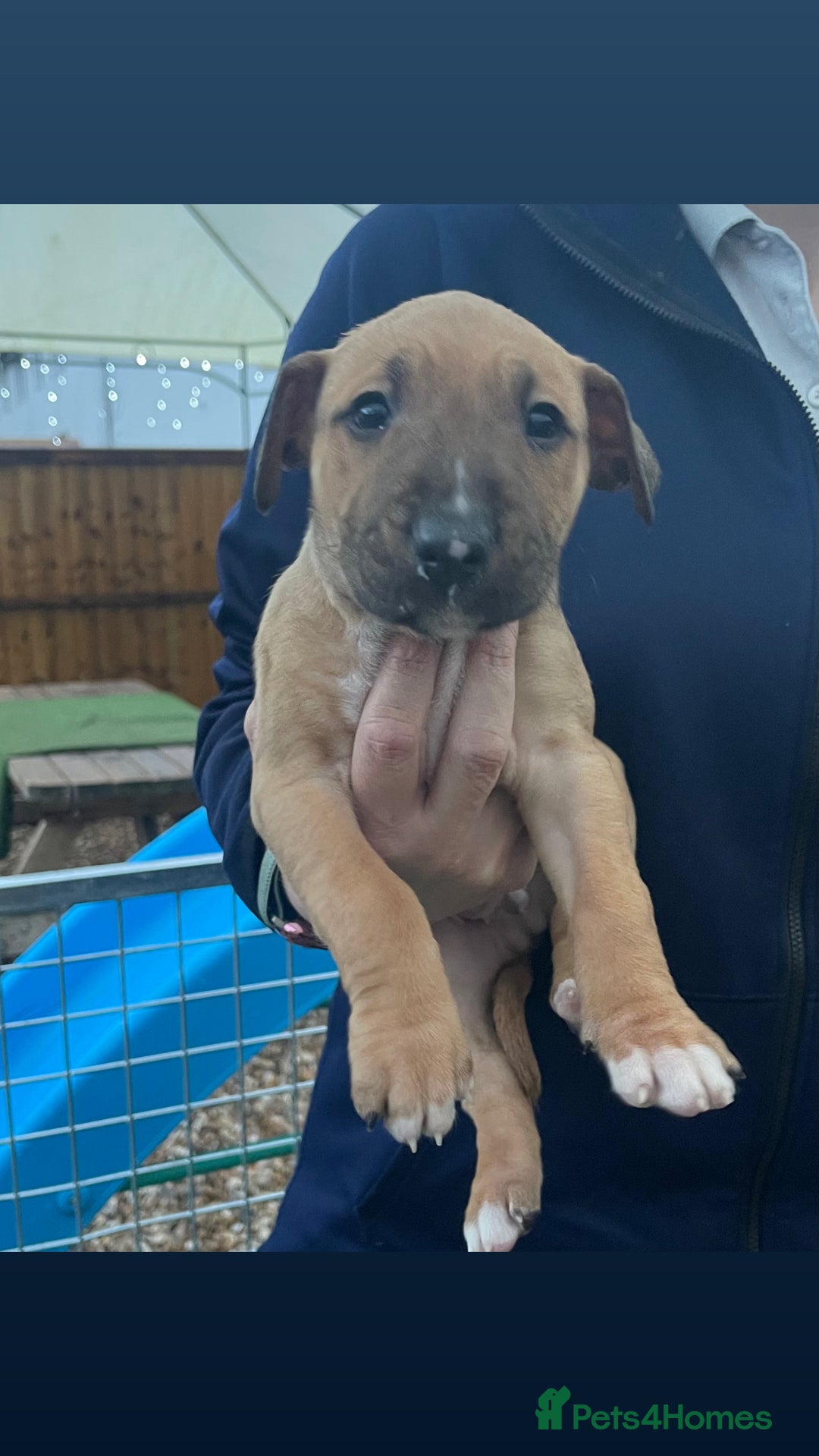 English Bull Terrier dogs for sale: English bull terrier pups - Advert 10