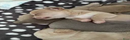 Chihuahua dogs for sale: Roxie’s precious chihuahua puppies  - Advert 3