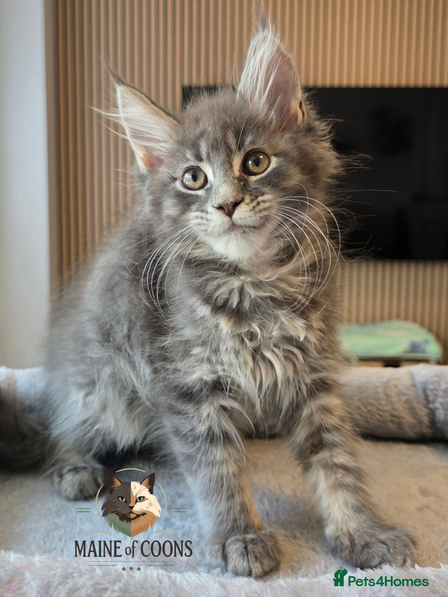Maine Coon cats Maine coon kittens - Advert 2
