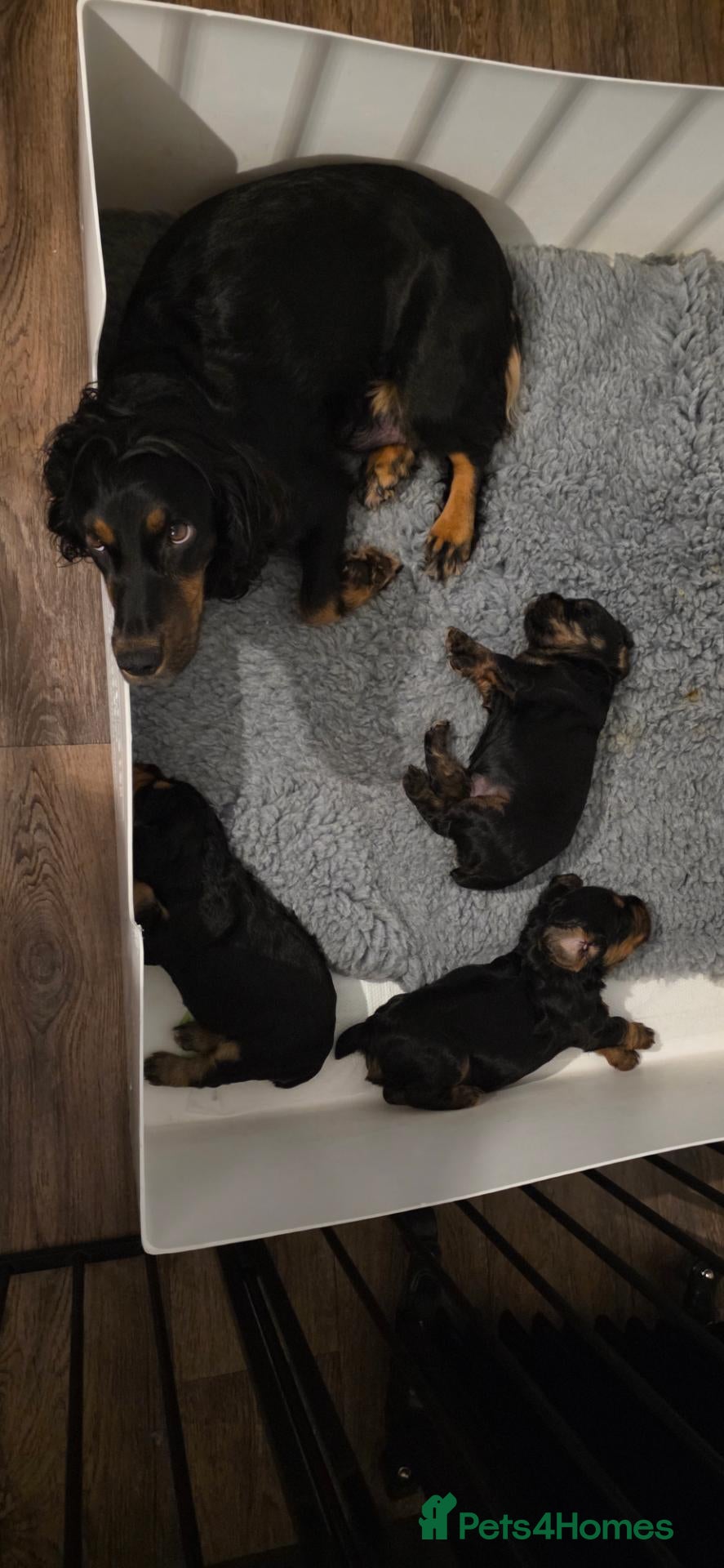 Cocker Spaniel dogs for sale: Health Tested Working Cockers Spaniels - Advert 1