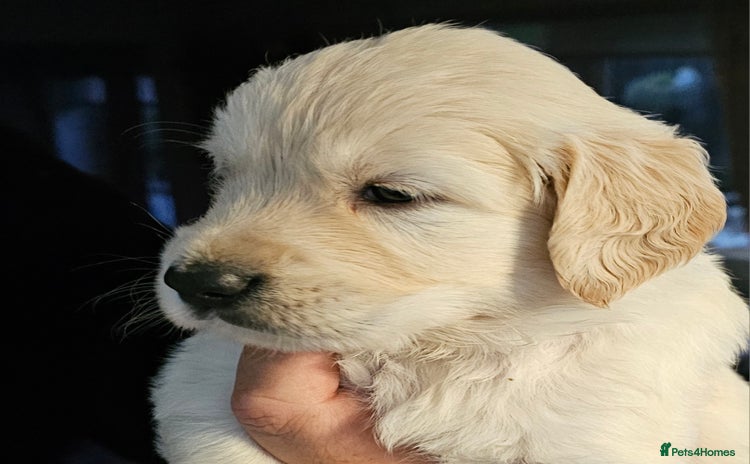 Golden Retriever dogs - Advert 1
