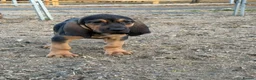 Bloodhound dogs for sale: Bloodhound puppies  in Dereham - Advert 3