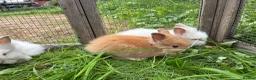 Lionhead rabbits for sale: 5 stunning lionhead babies - Advert 5