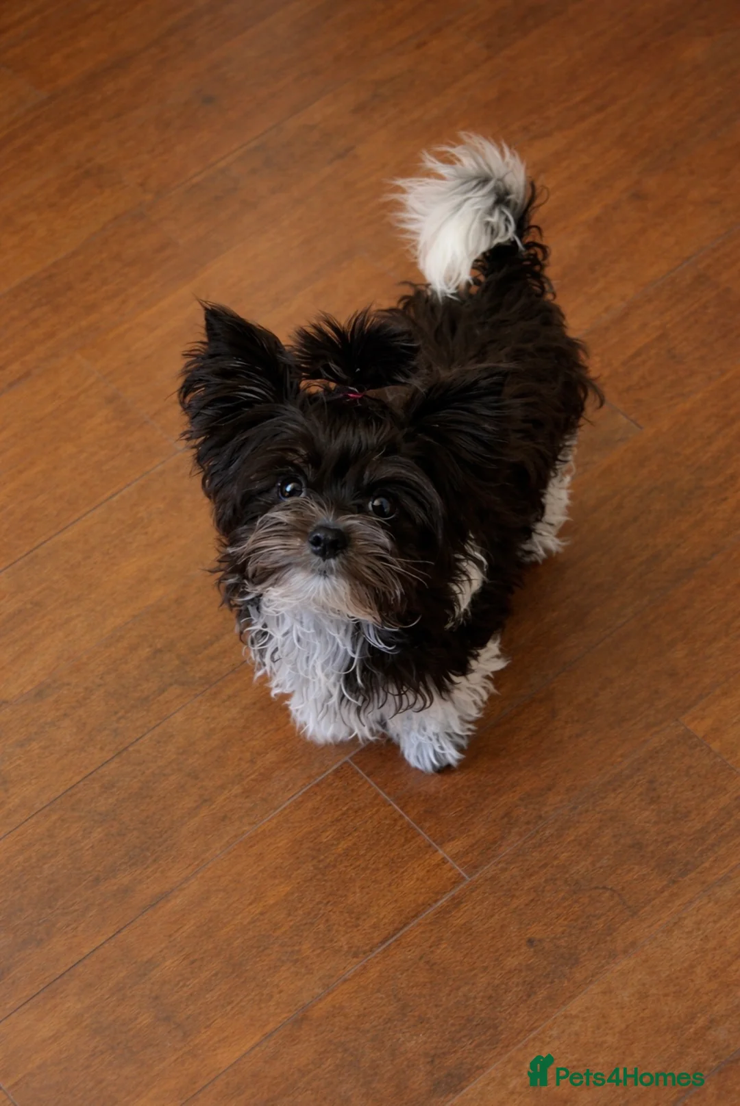 Yorkshire Terrier dogs for sale: Dropped prices!! Fantastic Tiny Boys🐾 Pedigree 🐾 - Advert 12