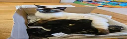 Mixed Breed cats for sale: Ready 4 days black boy kitten Siamese ragdoll mix  - Advert 23