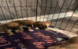 Jug dogs for sale: Beautiful litter of jack russle x jug - Image 5