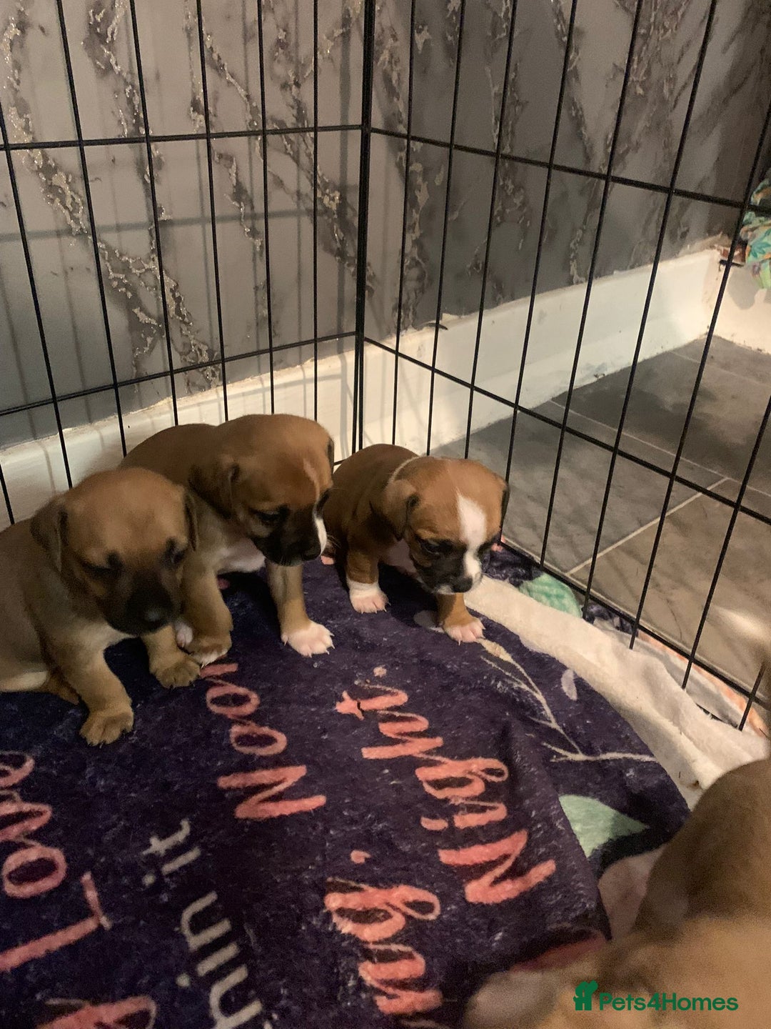 Jug dogs for sale: Beautiful litter of jack russle x jug - Image 5