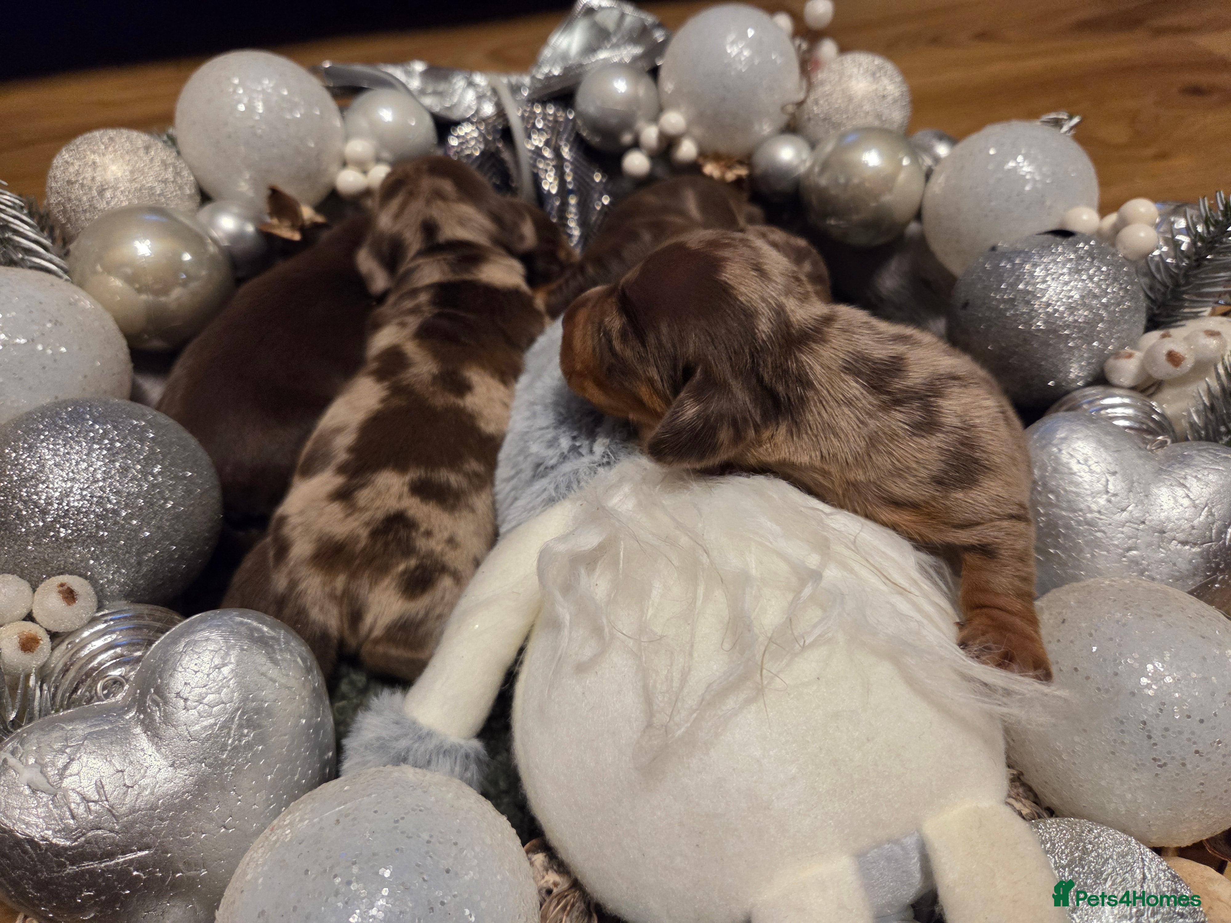 Miniature Dachshund dogs  Precious Miniature Dachshund Puppies   - Advert 9