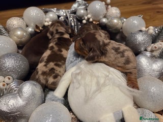 Miniature Dachshund dogs Precious Miniature Dachshund Puppies - Advert 1