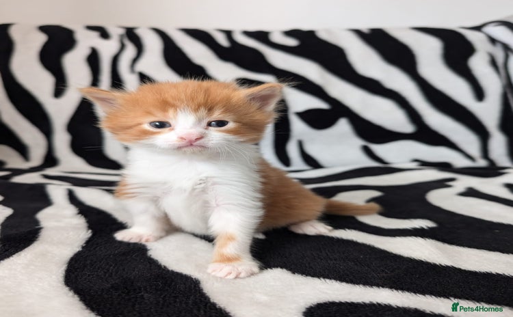 Mixed Breed cats - Advert 9
