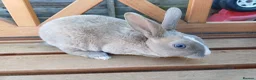 Rex rabbits for sale: Beautiful blue eyed mini rex looking for new home in Kidderminster - Advert 12