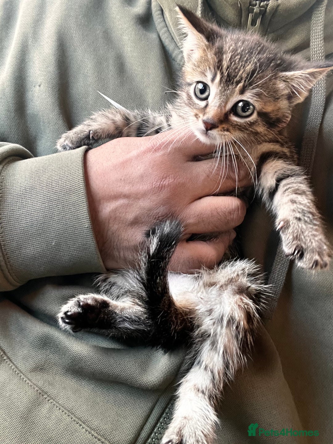 Mixed Breed cats for sale: Stunning litter of Bengal x Ragdoll kittens ready - Advert 9