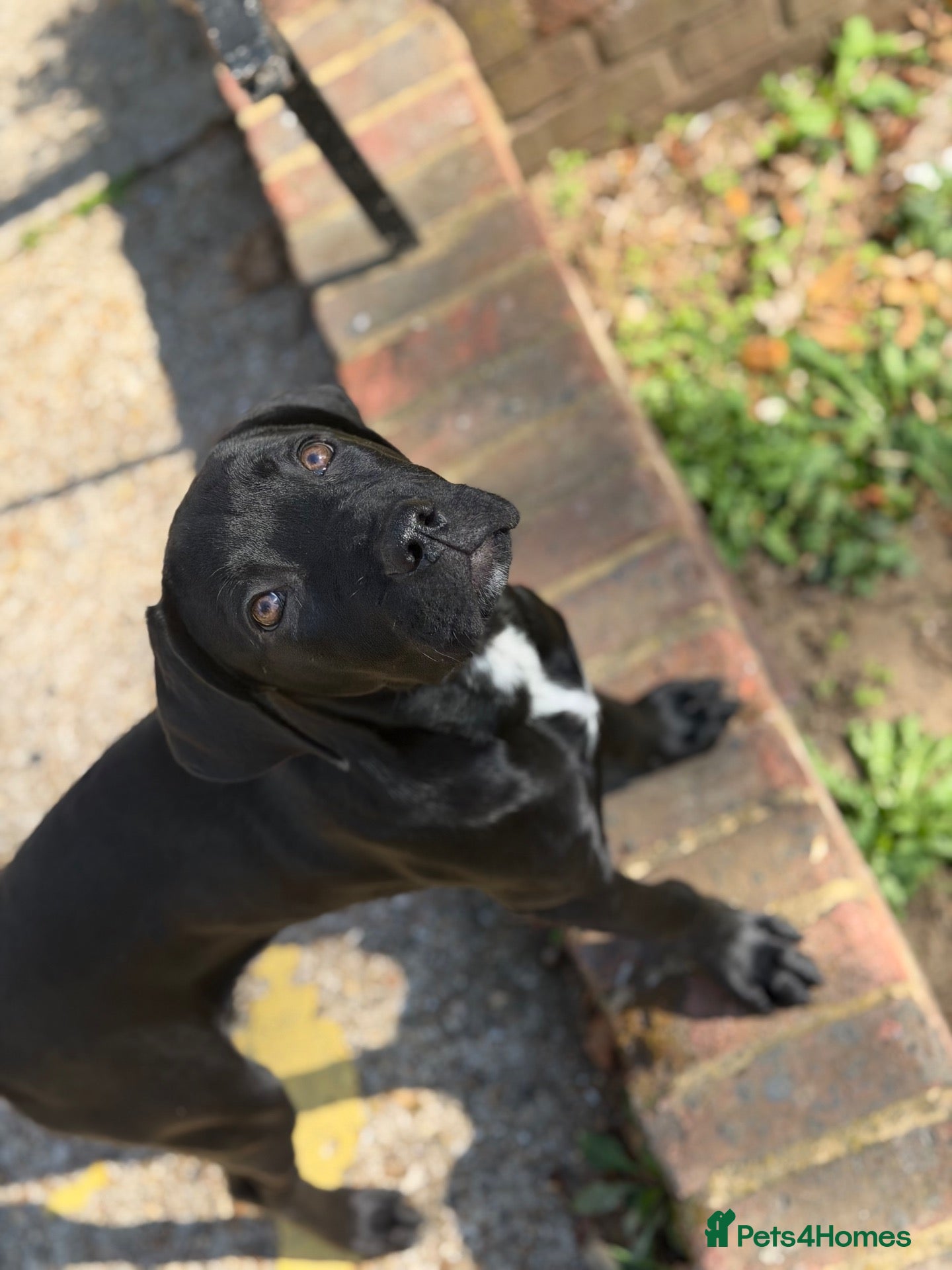 Bandog dogs Bandog - Ava  - Advert 2