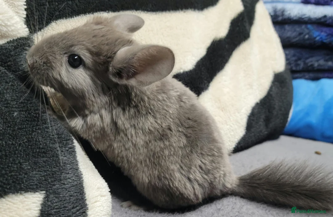 Chinchilla rodents for sale: Baby female chinchillas - Advert 3