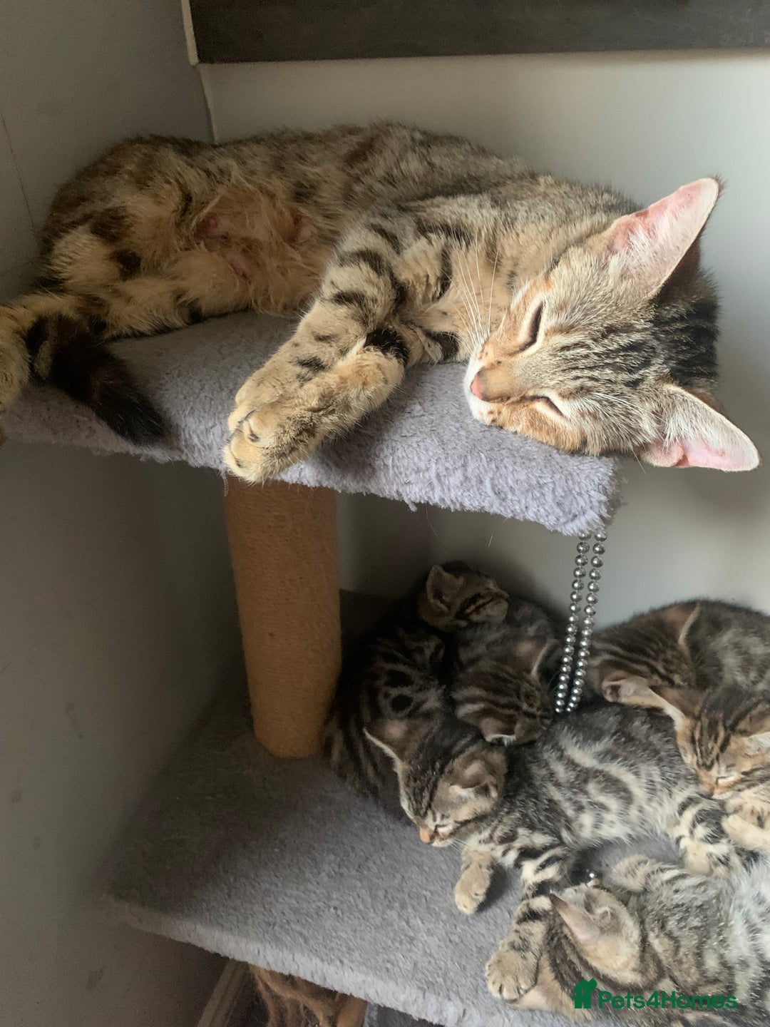 Bengal cats for sale: Bengal cross - Image 6