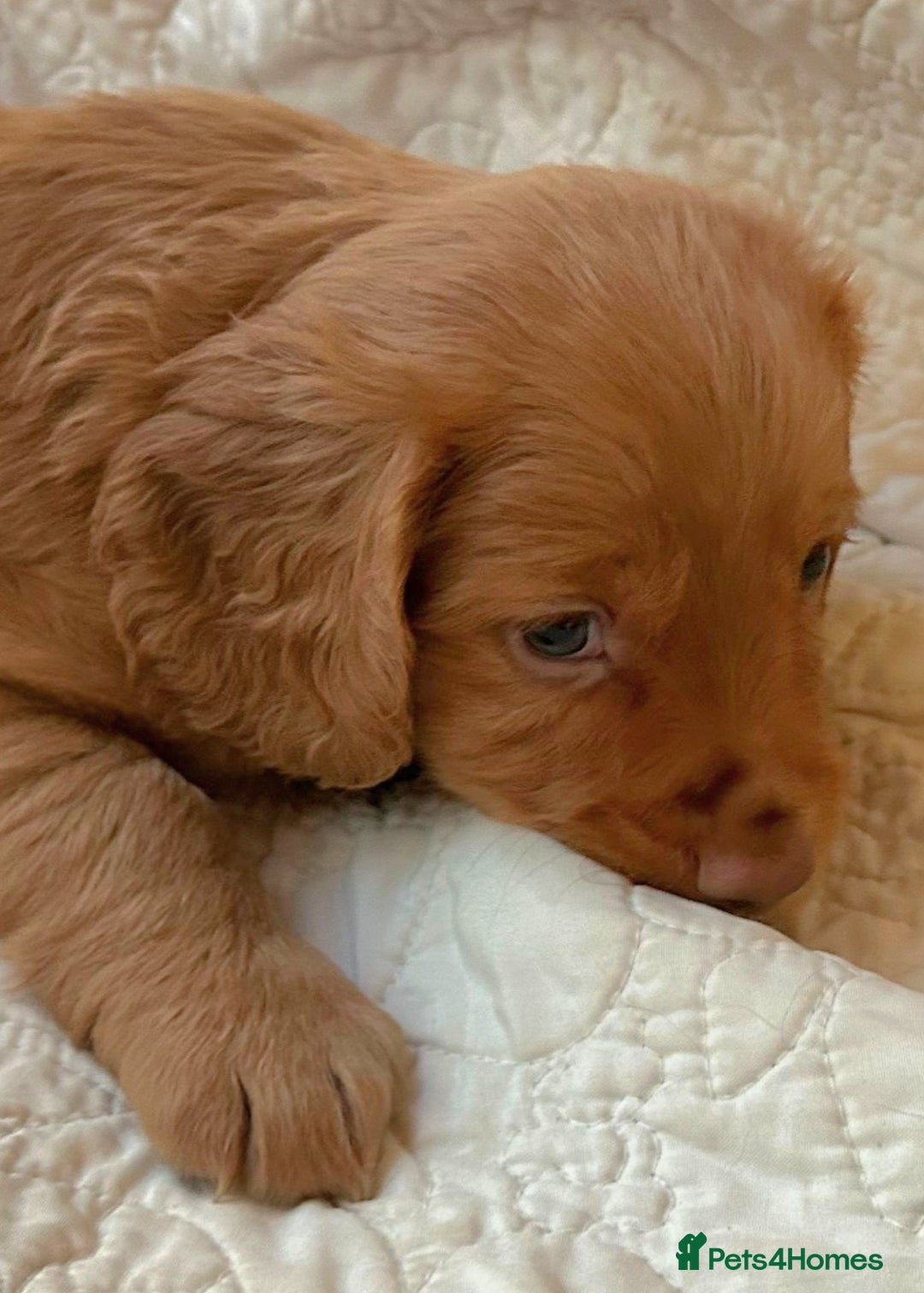 Cocker Spaniel dogs for sale: HEALTH CHECKED KC REG WORKING COCKER SPANIELS  - Advert 22