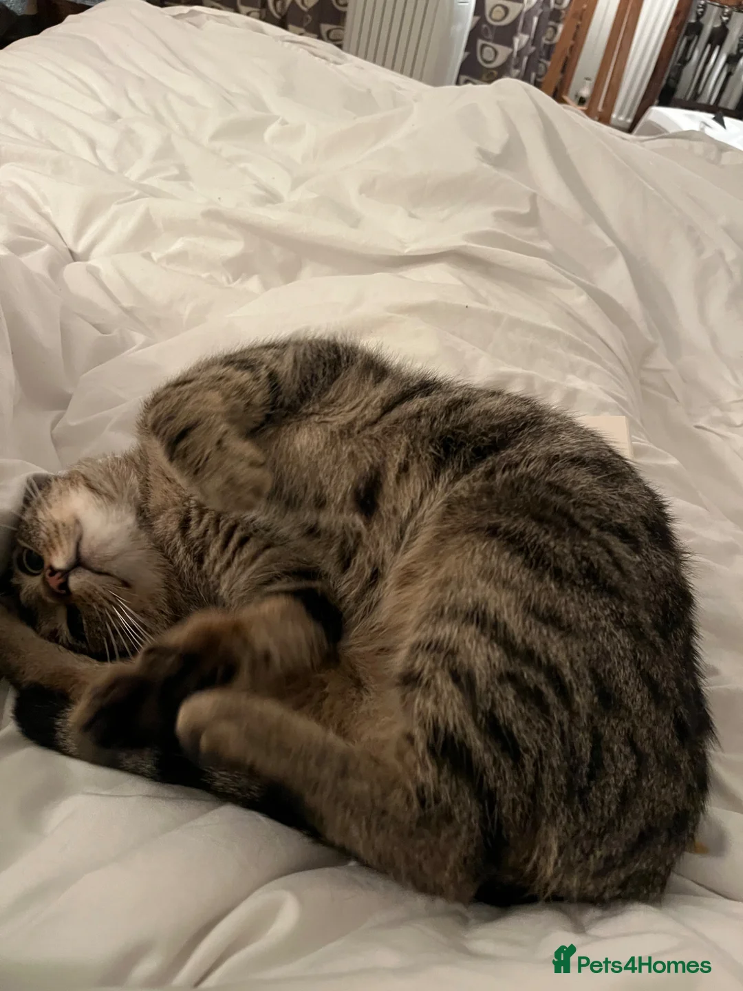 Domestic Shorthair cats for sale: Domestic short hair indoor male tabby cat - Advert 2