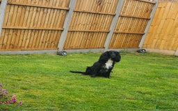 Sprocker dogs for sale: 2 black males !!! 😍 Beautifully marked sprocker! - Image 17