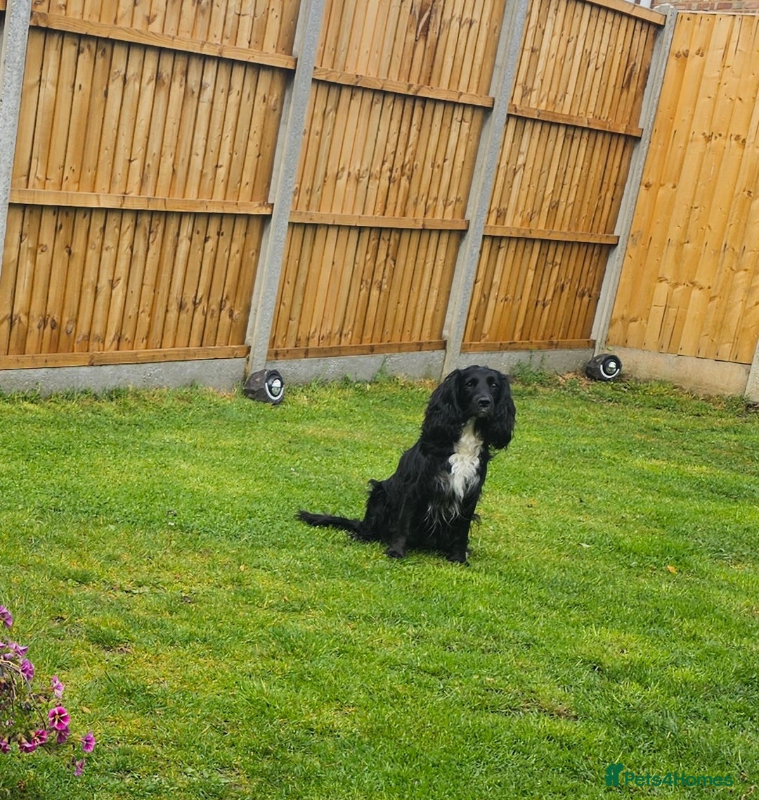 Sprocker dogs for sale: 2 black males !!! 😍 Beautifully marked sprocker! - Image 17