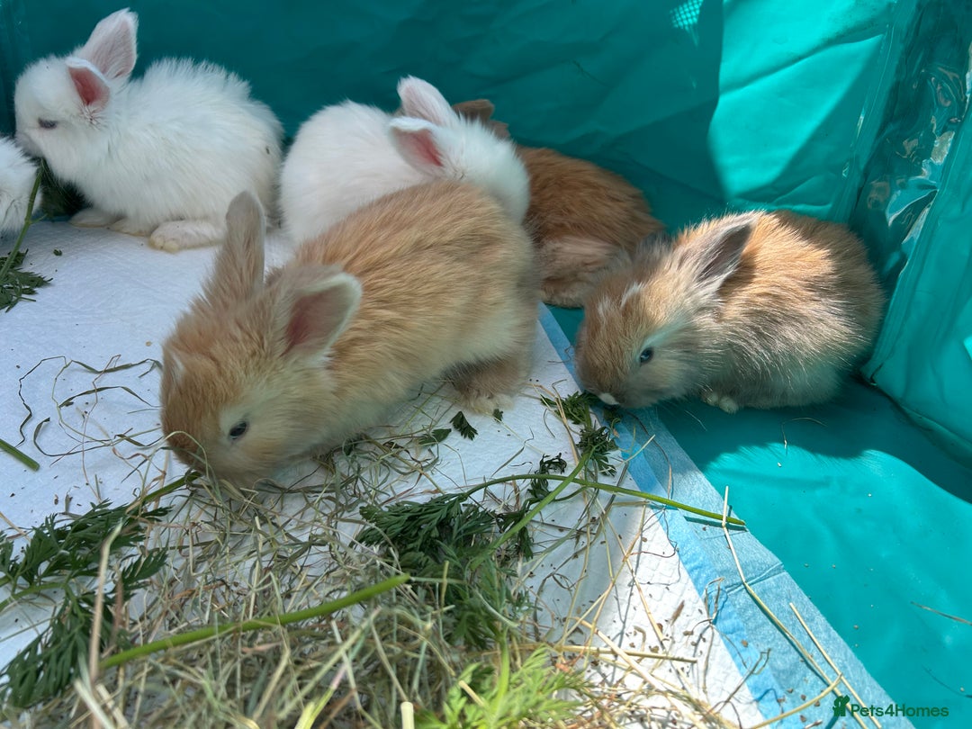Angora rabbits for sale: 🩷  💙 Full Faced English Angora Babies  in Maidstone - Image 8