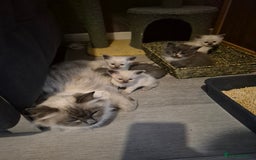 Siberian cats for sale: 5 stunning Siberian dolls! - Advert 2