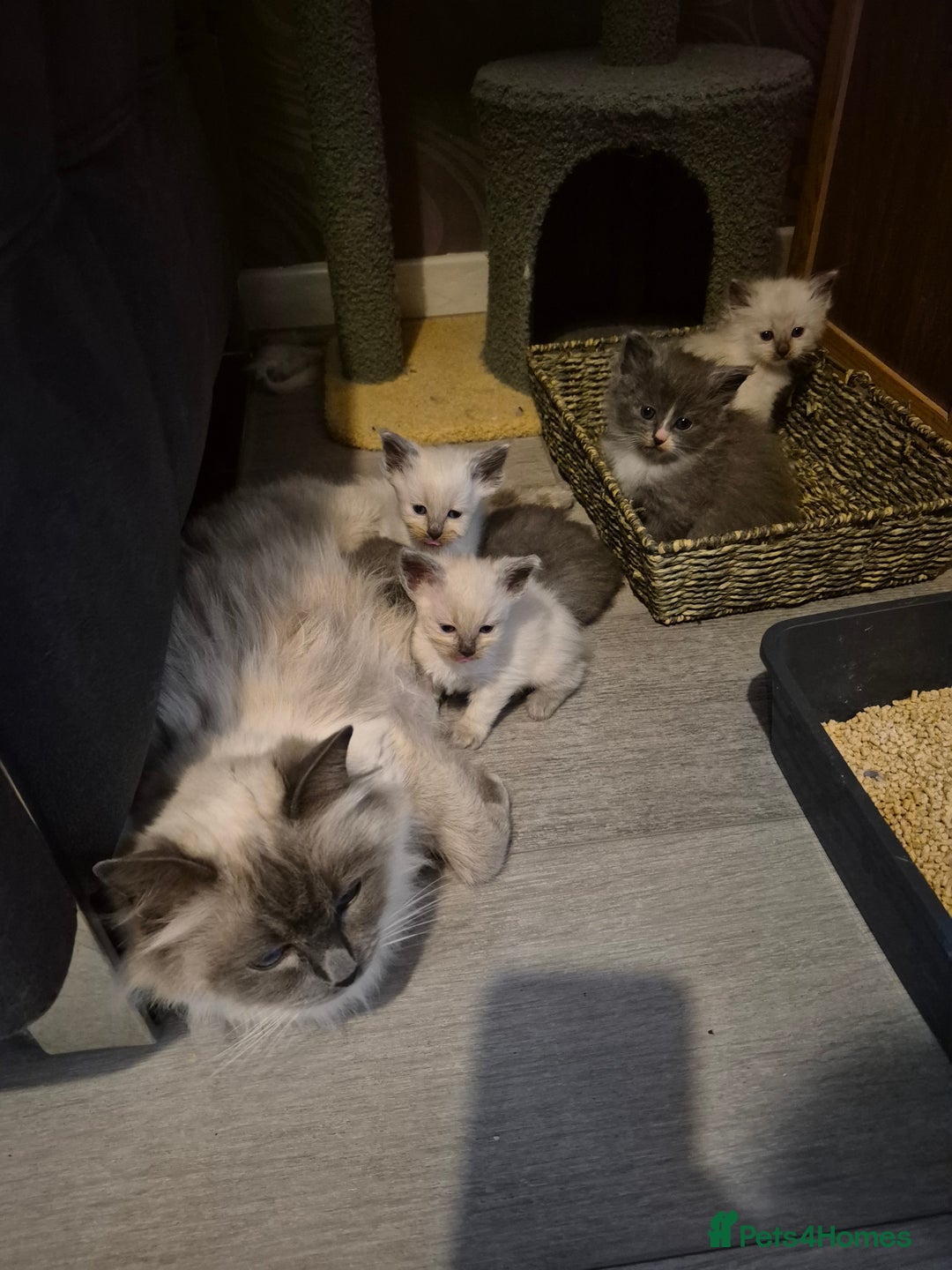 Siberian cats for sale: 5 stunning Siberian dolls! - Advert 2