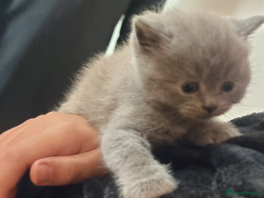 Scottish Fold cats for sale: Very Friendly Kittens, Pedigree Scottish Fold  - Image 19