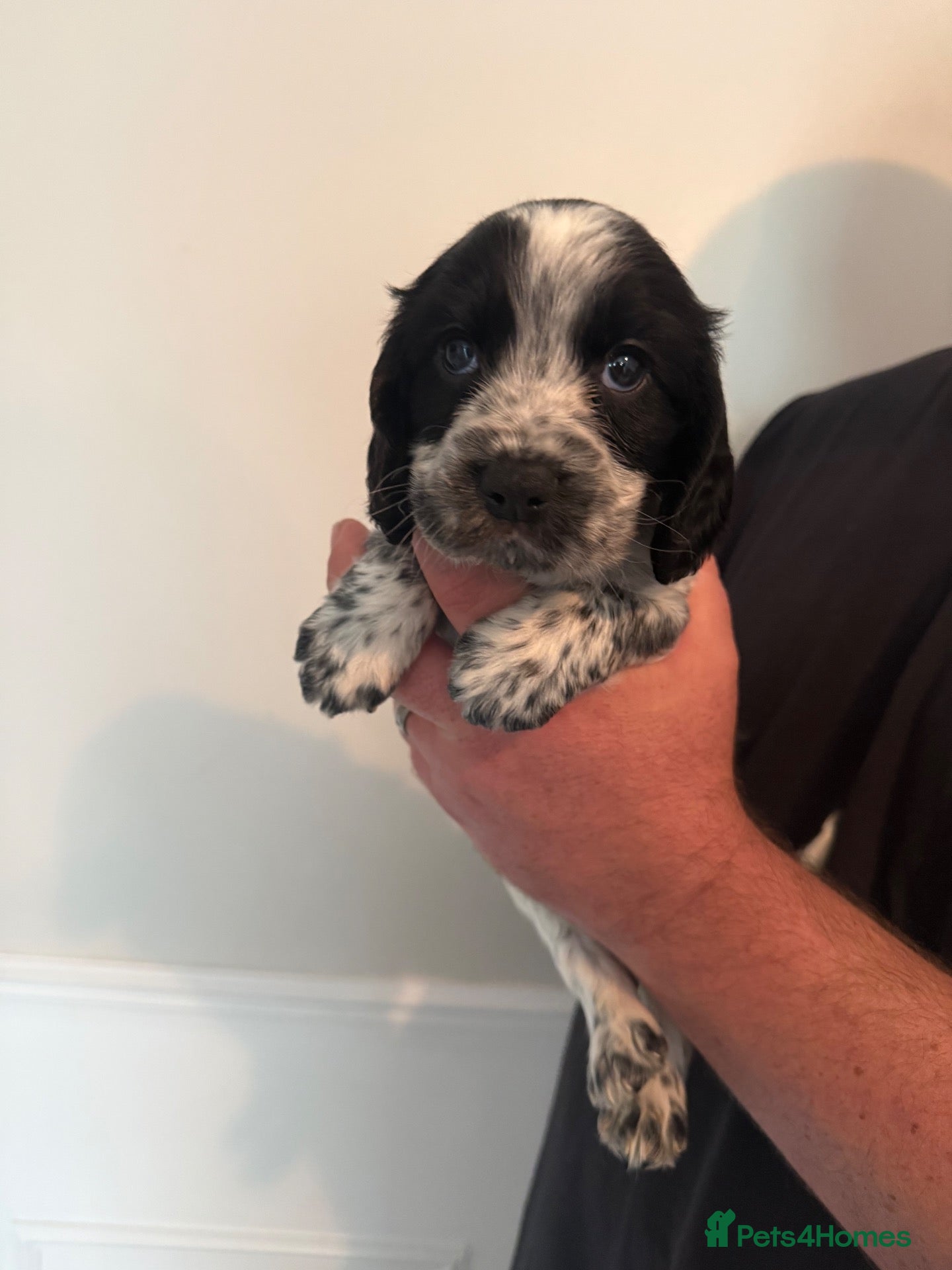Cocker Spaniel dogs 🐾Beautiful ShowxWorking Cocker Spaniel Puppies 🐾 - Advert 2