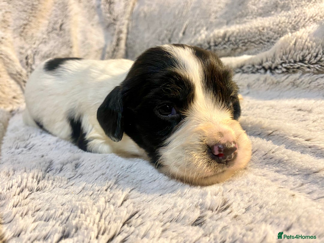 English Springer Spaniel dogs for sale: English springer spaniel pups  - Advert 5