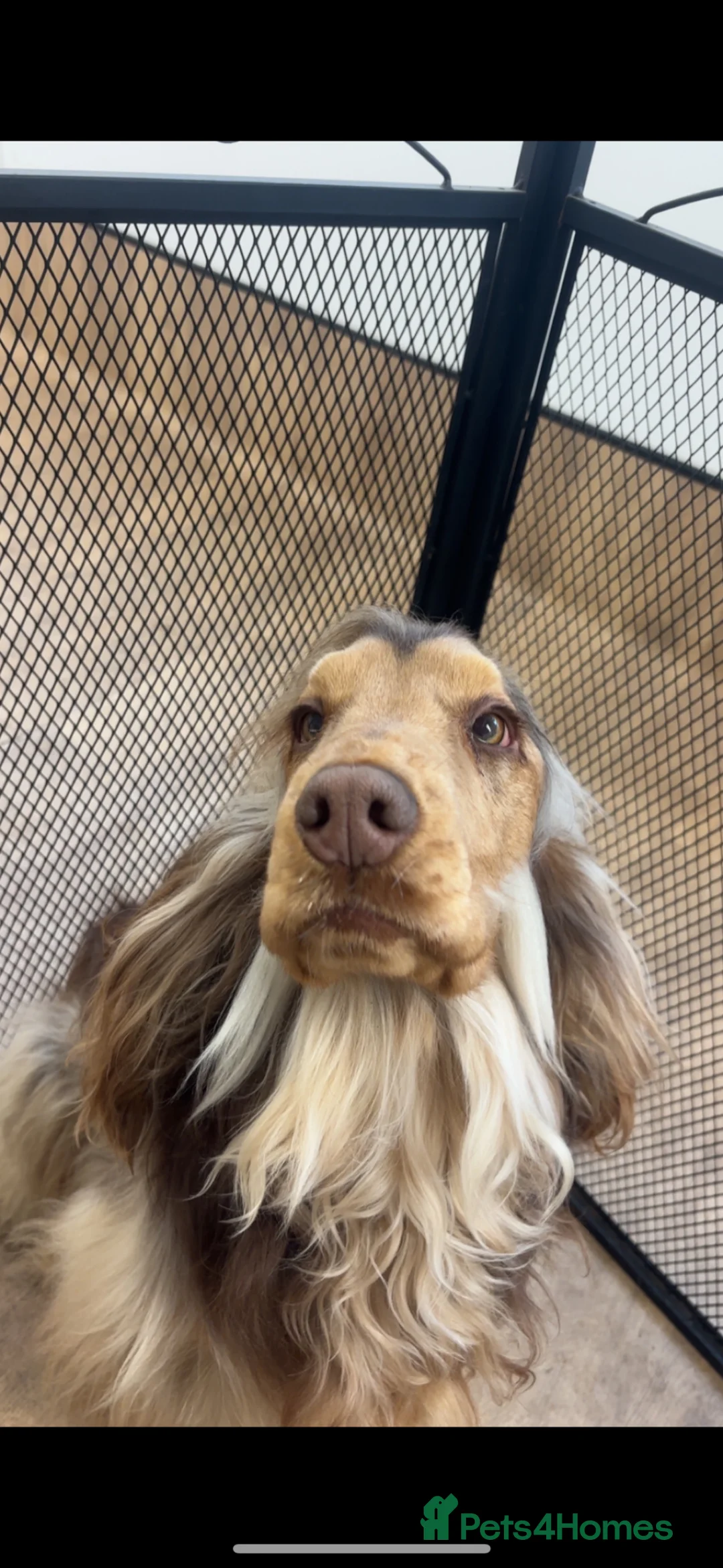 Cocker Spaniel dogs for stud: Stunning Chocolate sable show cocker for stud  - Advert 2