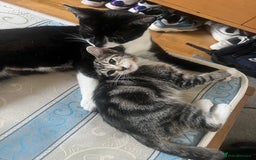 Mixed Breed cats for sale: Adorable kittens looking for a loving home - Image 7