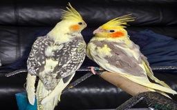 Cockatiels birds for sale: Handreared Cockatiels - Image 6