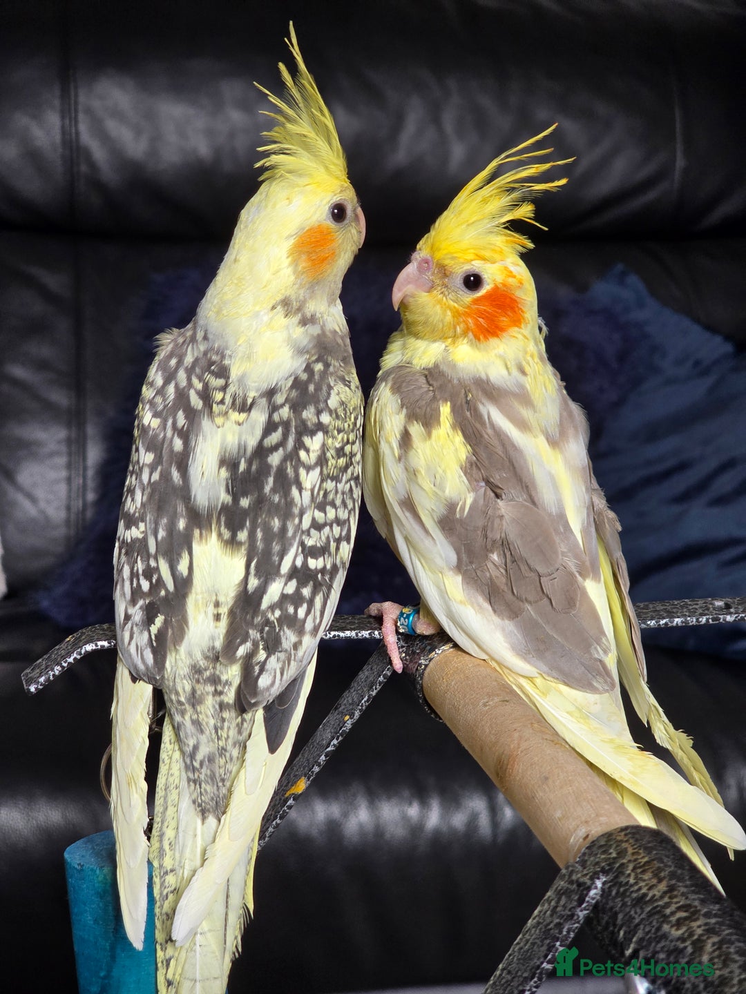 Cockatiels birds for sale: Handreared Cockatiels - Image 6