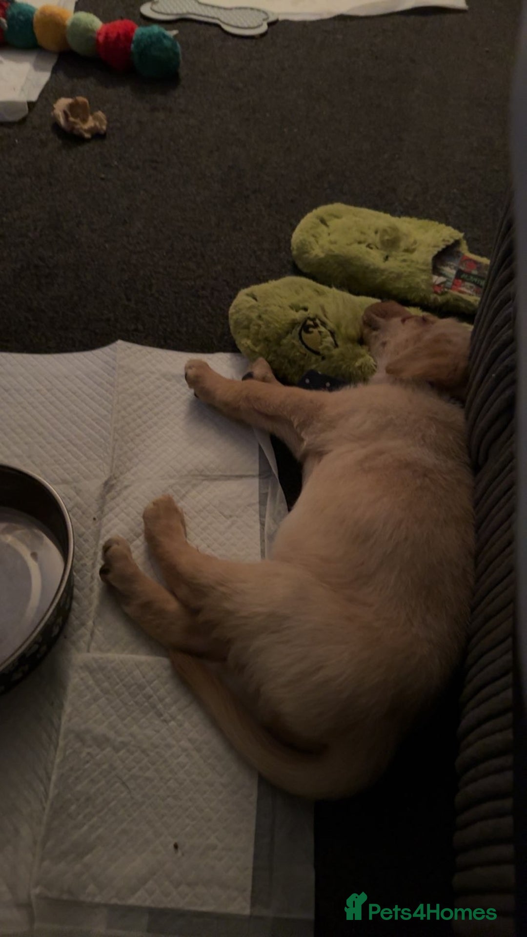 Labrador Retriever dogs for sale: White lab male - Advert 11