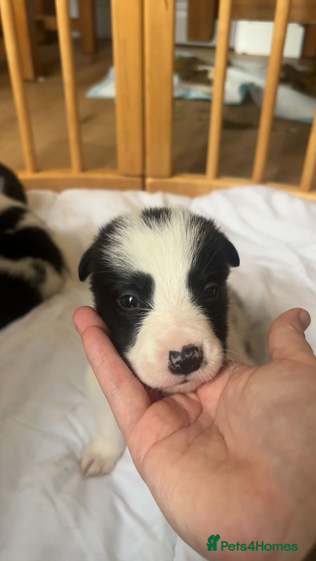 Border Collie dogs for sale: ✨ Last remaining border collie puppy ✨ - Advert 16
